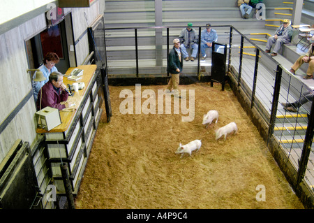 Amish Lifestyle Livestock auction Shipshewana Indiana Stock Photo