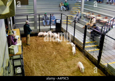 Amish Lifestyle Livestock auction Shipshewana Indiana Stock Photo