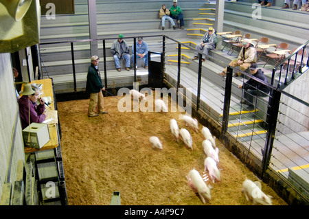 Amish Lifestyle Livestock auction Shipshewana Indiana Stock Photo