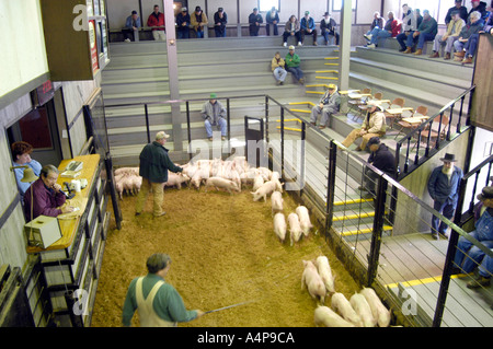 Livestock auction pigs Shipshewana Indiana Stock Photo