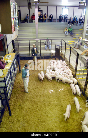 Livestock auction pigs Shipshewana Indiana Stock Photo