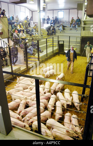 Livestock auction pigs Shipshewana Indiana Stock Photo