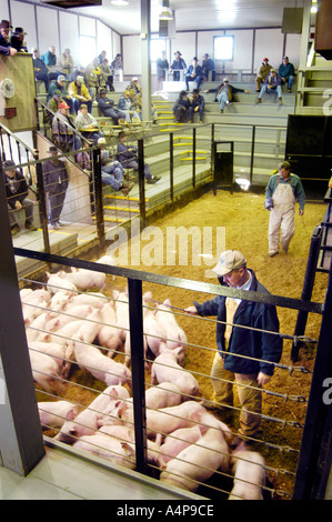 Livestock auction pigs Shipshewana Indiana Stock Photo