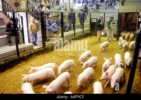 Livestock auction pigs Shipshewana Indiana Stock Photo