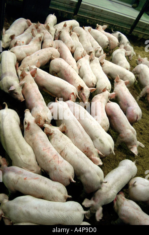 Livestock auction pigs Shipshewana Indiana Stock Photo