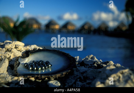 Black pearls in an oyster, French Polynesia Stock Photo