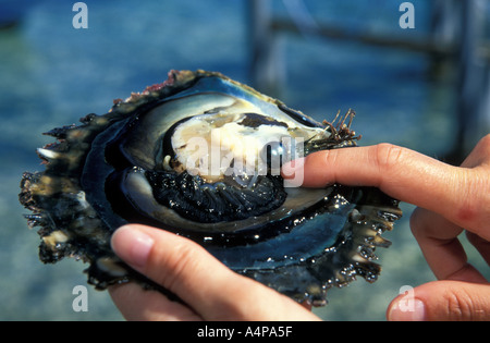 Black pearls and oyster, French Polynesia Stock Photo
