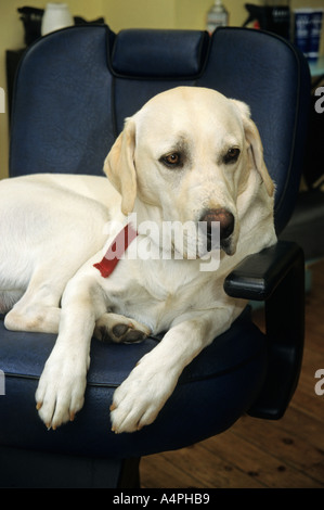 well trained golden labrador retriever dog sitting in hairdessers Stock Photo
