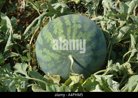 Watermelon fruit growing in the fields Botanical Name Citrullus vulgaris Family Cucurbitaceae Stock Photo