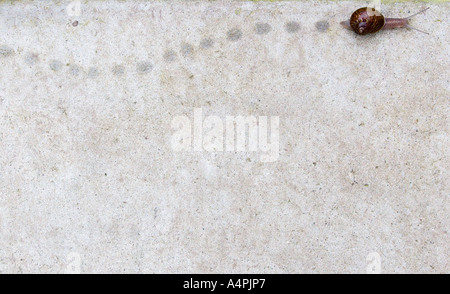 Snail leaving wet track on the concrete, viewed from above Stock Photo