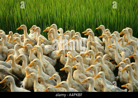 Duck farm, Vietnam Stock Photo - Alamy