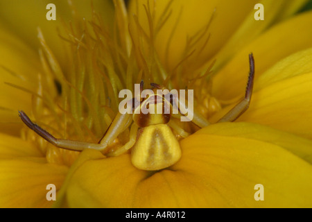Crab Spider in a yellow blossom waiting for its prey