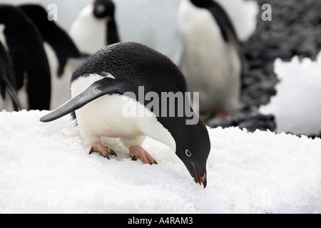 Adelie Penguin on Half Moon Island in the South Shetland Islands in Antarctica Stock Photo