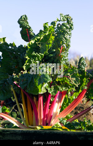 Perennial Rhubarb plant with stalks of ripening rhubarb in an English garden. Also known as the Pie Plant or False Rhubarb Stock Photo
