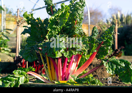 Perennial Rhubarb plant with stalks of ripening rhubarb in an English garden. Also known as the Pie Plant or False Rhubarb Stock Photo