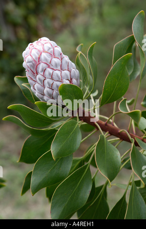 King Protea, close-up, Madeira Stock Photo