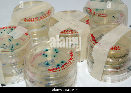 Bacteria culture plates petri dishes with blue transformation colonies in incubator Stock Photo