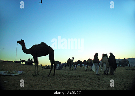 SUB98606 Camel and cattle traders Pushkar Rajasthan India Stock Photo