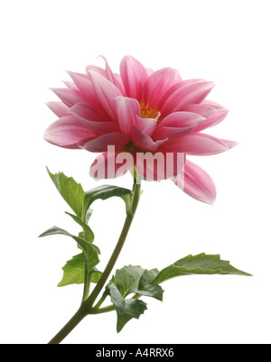 pink dahlia flower Stock Photo