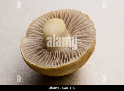 a wild mushroom Stock Photo