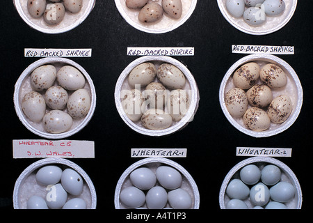 Part of an illegal collection of birds eggs including several clutches of red backed shrike Lanius collurio Stock Photo
