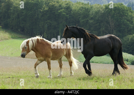 Friesian Horse with Haflinger on meadow Stock Photo
