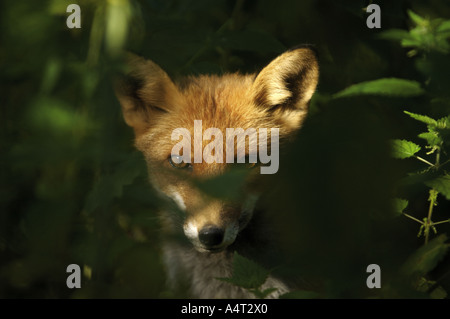 red fox in shrubbery Vulpes vulpes Stock Photo