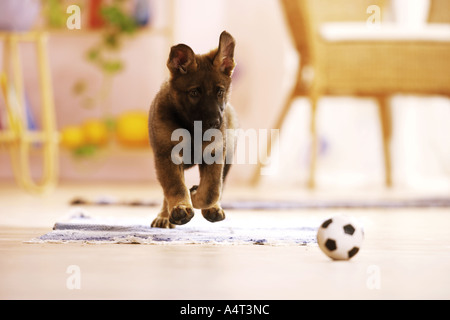 German shepherd dog puppy playing with ball Stock Photo