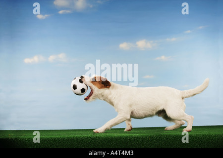 world championship of soccer Jack Russell Terrier catching football Stock Photo