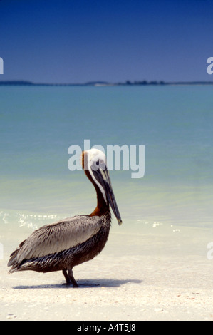 Brown Pelican on Tropical Beach Stock Photo