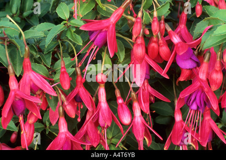 Fuchsia 'Tom Thumb' Stock Photo