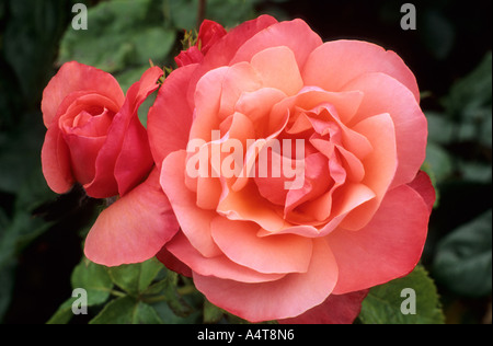 Rosa 'Silver Jubilee', hybrid tea rose, roses Stock Photo