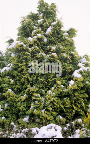 Chamaecyparis lawsoniana 'Stardust', winter' snow' conifer Stock Photo