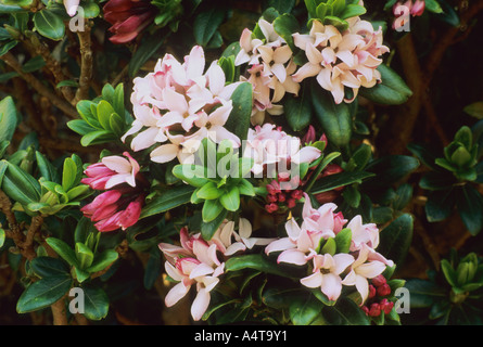 Daphne retusa syn Daphne tangutica 'Retusa Group', fragrant garden plant daphnes Stock Photo