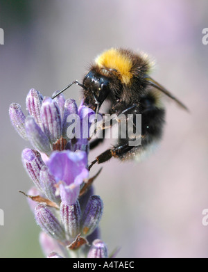 A bumble bee Bombus species feeds on a lavender flower Stock Photo