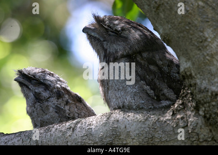 Frogmouths tawny podargus strigoides Stock Photo