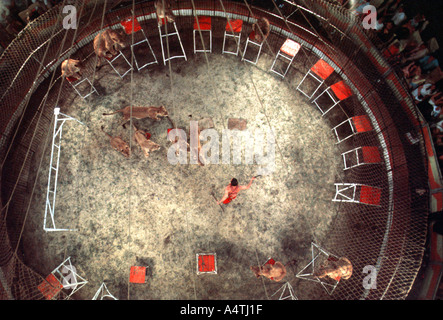 Tigers in Circus ring Stock Photo