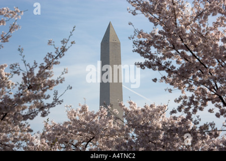 Washington monument seen through cherry blossoms along the tidal basin in Washington DC Stock Photo