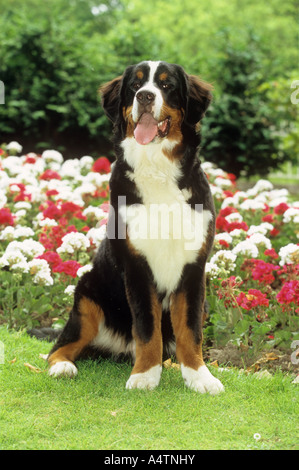 Bernese cattle dog - on meadow Stock Photo