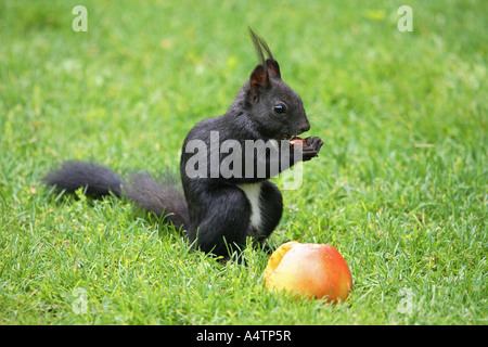 red squirrel with apple / Sciurus vulgaris Stock Photo