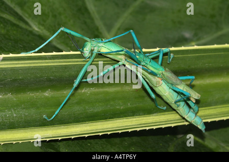 Peppermint Stick Insect (Megacrania batesii) on a leaf of the Screwpine Stock Photo