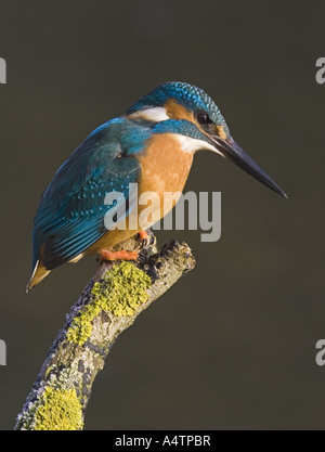 kingfisher - sitting on branch / Alcedo atthis Stock Photo