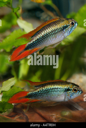 Agassiz dwarf cichlid (Apistogramma agassizii), female Stock Photo - Alamy