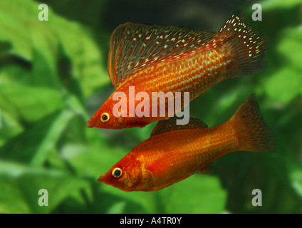 Yucatan Molly (Poecilia velifera). Two individuals in an aquarium Stock Photo