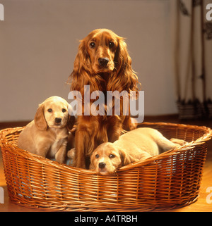 Cocker Spaniel with two half breed dog puppies in basket Stock Photo