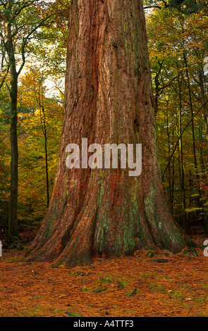 Giant Redwood stood in the New Forest in Hampshire county England UK Stock Photo