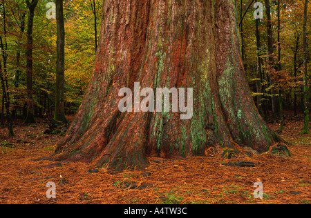 Base of Giant Redwood growing in the New Forest in Hampshire county England UK Stock Photo