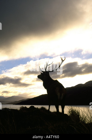 Red deer stag in the West Highlands of Scotland standing by lake against stormy sky Stock Photo