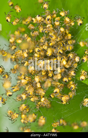 Newly Hatched Garden Spiderlings on Web Strands UK Norfolk