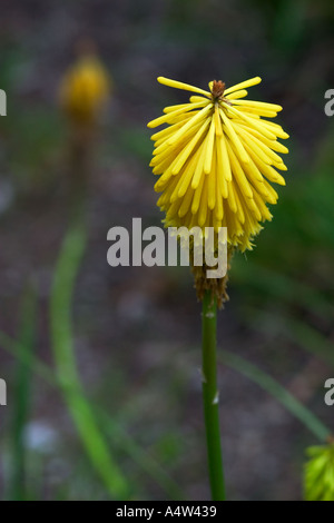 Red Kniphofia, also known as red hot poker. tritoma, torch lily, knofflers or poker plant, is a genus of flowering plants in the family Asphodelaceae. Stock Photo